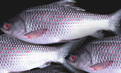 Fresh Water Fish Products